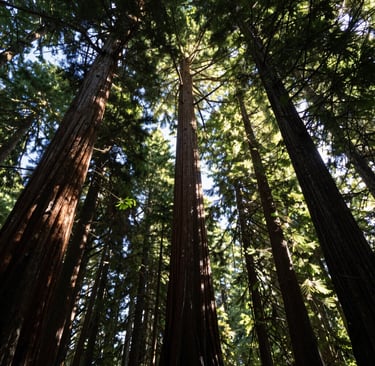 A tranquil photography shot looking up at the canopy of a majestic redwood forest in the US, sunlight filtering through branches, emphasizing the tranquility and sophisticated simplicity of nature with dark forest green and bark brown tones.