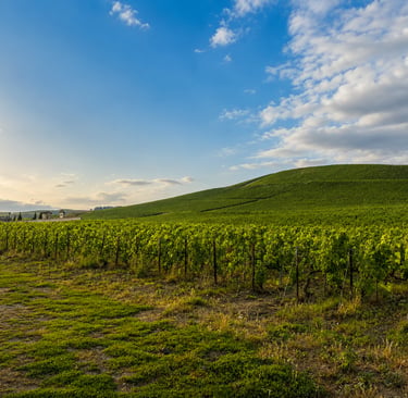 Golden sunlight over a serene vineyard landscape in the countryside