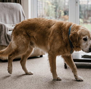 golden-retriever-joint-pain-difficult-to-walk