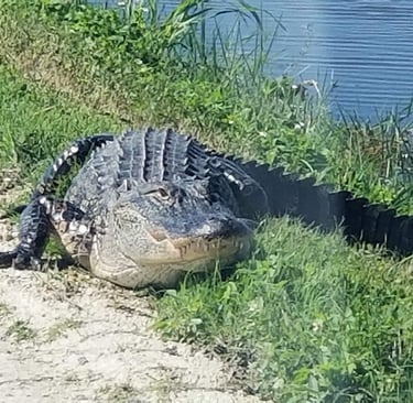 Big gator laying on the edge of a foot path