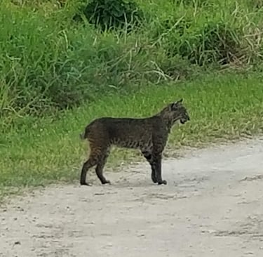 Florida Bobcat standing in roadway