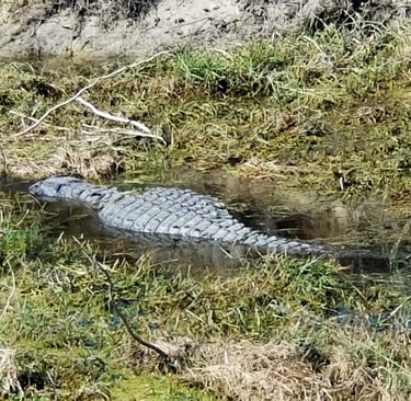 Big Gator Sunning in the weeds