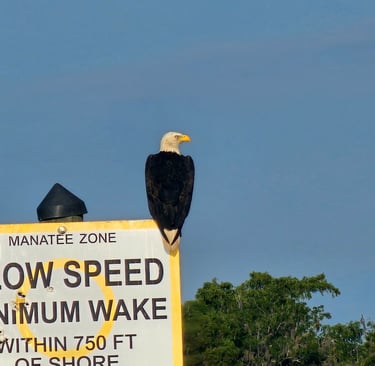 A picture of a Bald Eagle sitting on a no wake sign in Lake George, Florida