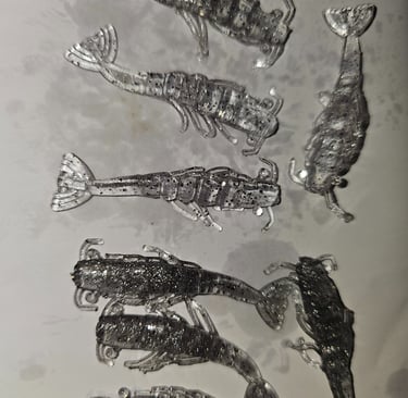 2" A little Bigger Shrimp