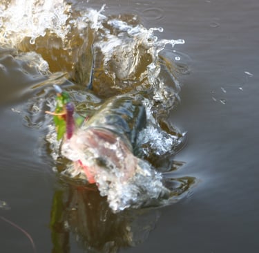 Picture of a Bass striking a fire n ice worm