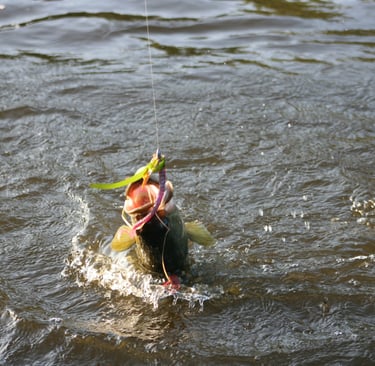 2nd photo of a Bass striking a fire n ice worm