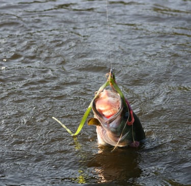 3rd in a series of 3.. About to pull the Bass in to the boat 