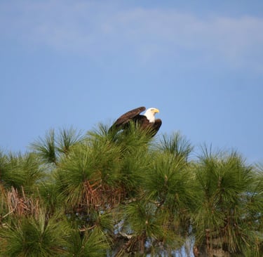 Bald Eagle in the top of a pine tree