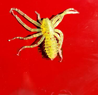 Yellow Spider