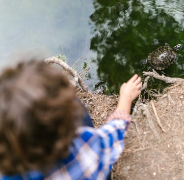A child in a blue plaid shirt reaches toward a turtle swimming in a calm pond.