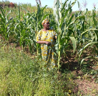 Une maman dans son champ de maïs