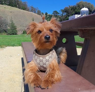 Summer Dog Safety Tips | Bad & Boujee Pets