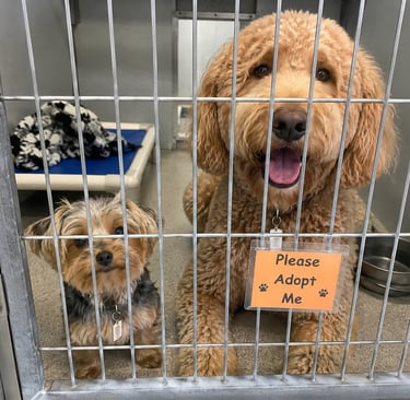 Yorkie and Goldendoodle shelter dogs in kennel with "Please Adopt Me" sign waiting for forever homes