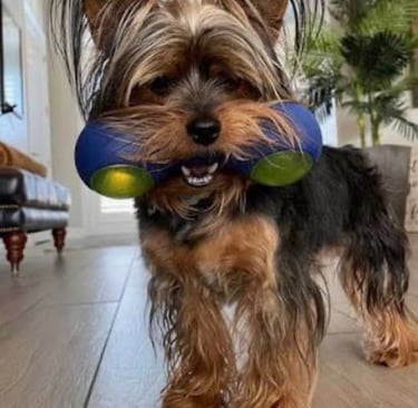 best toys for Yorkies Secondary Keywords:       Yorkie puzzle toys, toys for small dogs, Yorkie separation anxiety toys