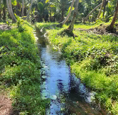 Moving brook with clear water amid palms;Arroyo en movimiento con agua clara entre palmeras