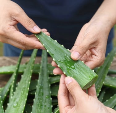 Hands holding a fresh sliced aloe vera leaf with clear natural gel for skincare.