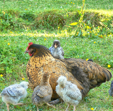 Chickens , Smallholding , Devon.