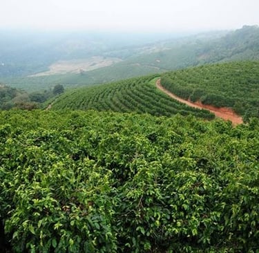 Độ cao phù hợp trồng cà phê
