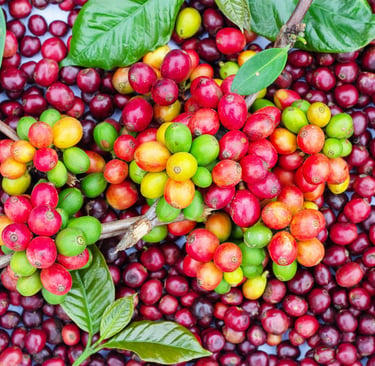 cà phê robusta chín mọng