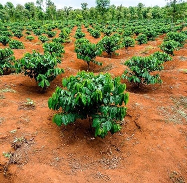 Đất đỏ bazan trồng cà phê Robusta