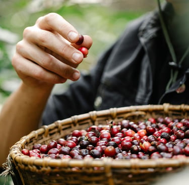 thời điểm thu hoạch cà phê Tây Nguyên