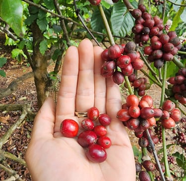 Giống cà phê Sẻ nguyên thủy trồng theo phương pháp Organic