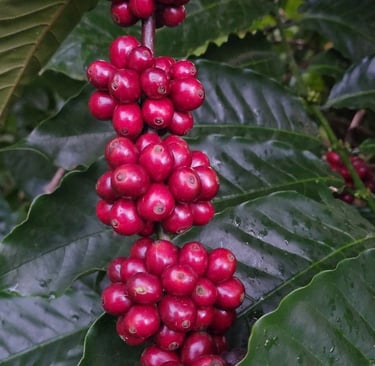 Độ chín của trái cà phê