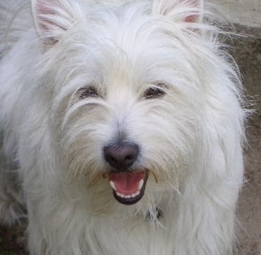 Micky, unser Hund an einem Giftköder verstorben