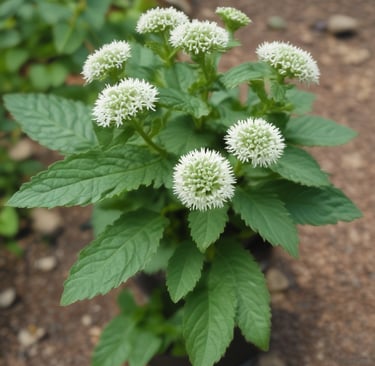Mentha Arvansis Plant