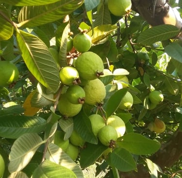 Cosecha de guayabas frescas en árbol,