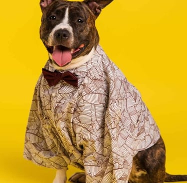 Un perro mestizo de pit bull atigrado con una camisa estampada sobre un fondo amarillo