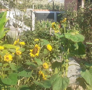 Градината на клиент в Куртово Конаре с разцъфнали слънчогледи, поддържана от Hedgie Wilder.