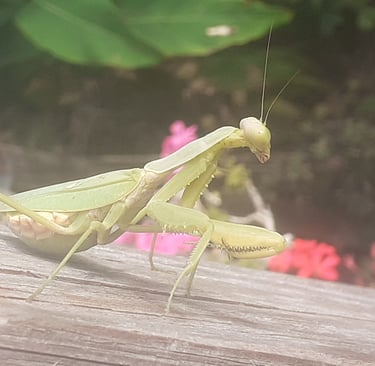 A big green praying mantis basking in the sunlight on a weathered wooden plank in Kurtovo Konare,