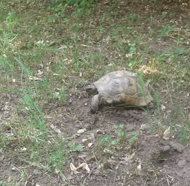 a tortoise wandering the garden in the village of kurtovo konare