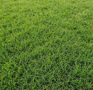Close‑up of new lawn grass grown long enough for its first mow, showing healthy, upright blades.