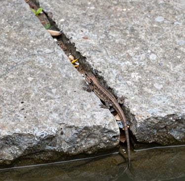 log piles, stone gaps for lizards, bird‑safe water edges, bee‑friendly cracks