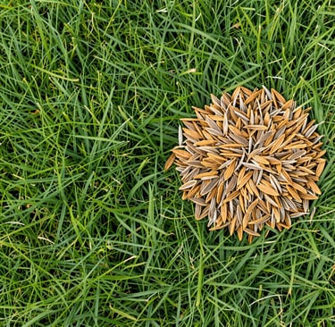 Comparison of turf versus grass seeds, highlighting the contrast between ready‑laid green lawn 