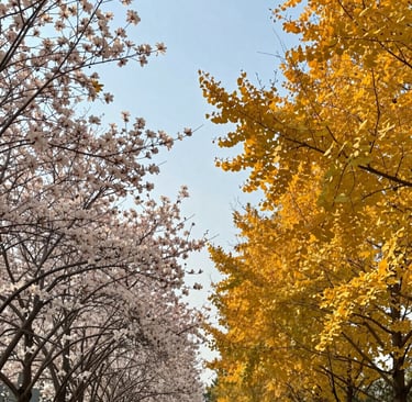 Side‑by‑side comparison of spring blossom trees and autumn trees before leaf fall, showing seasonal 
