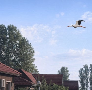 A stork flying gracefully over rooftops and trees in Kurtovo Konare, captured on a cloudy day and en