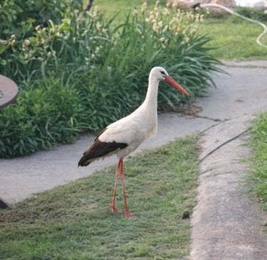 A stork standing on grass beside a concrete path in a garden in Kurtovo Konare, captured during a wi