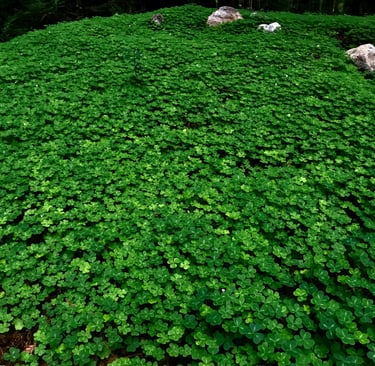 Cami Hoang – Meadow of Clovers | Article Page