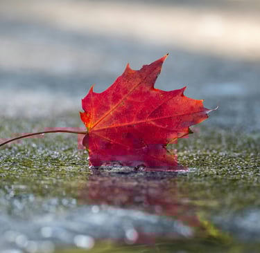 Cami Hoang – Autumn Leaf on Water | Article Page
