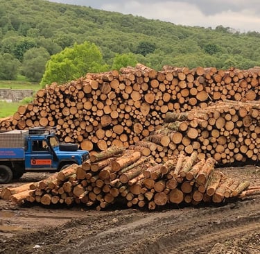 Timber Harvest Ellon