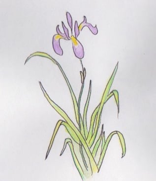An Iris sketched by Steve in St John's Lodge Gardens, Regents Park, London