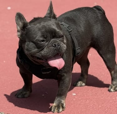 A small black French Bulldog wearing a harness stands on a red surface with its tongue out.