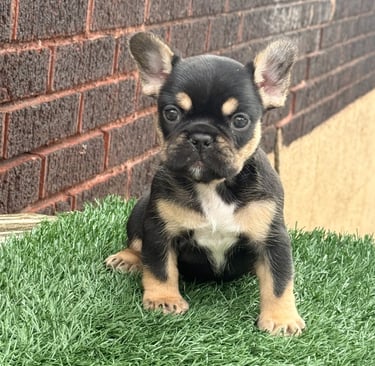 A black tri French Bulldog puppy stands on grass