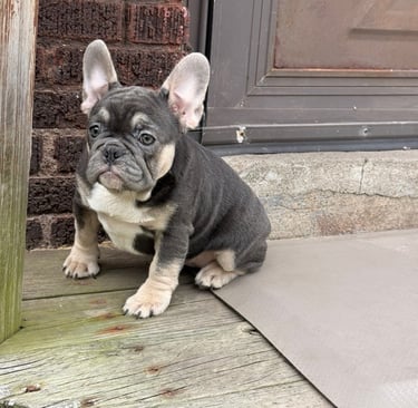 A lilac french bulldog puppy
