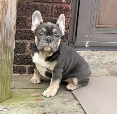 A lilac french bulldog puppy
