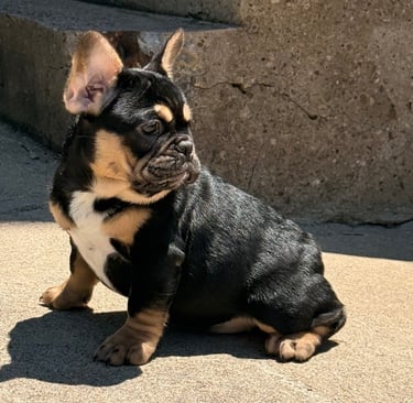 A black tri french female bulldog puppy