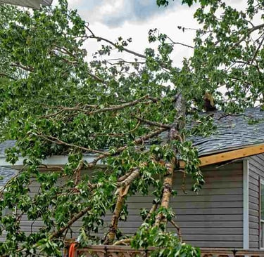 Tree causing roof damage, homeowner's insurance claim.